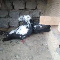 جونه دمی