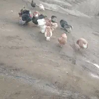 فروش 11عدد بوقلمون|حیوانات مزرعه|پیرانشهر, |دیوار