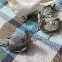 عروس هلندی مفت ببر|پرنده|مشهد, سجادیه|دیوار