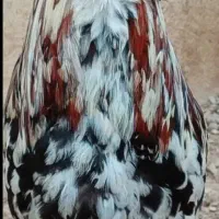 یک عدد خروس جوان خوش صدا سالم و سرحال