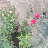 فروش و کاشت  درختان گرمسیری، گل ،گیاه ،سم وکود|خدمات باغبانی و درختکاری|بندرلنگه, |دیوار