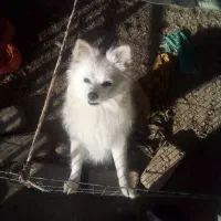 واگزاری پامر روباهی