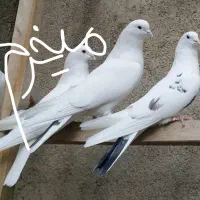 کبوتر کفتر غریبگیری