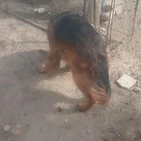 سگ ژرمن مو بلند اصلی ماده|سگ|تربتحیدریه, ده پائین|دیوار