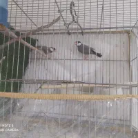 فنچ نرگسی