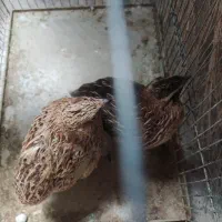بلدرچین