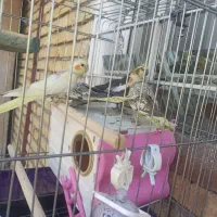 عروس هلندی|پرنده|سرپل ذهاب, |دیوار