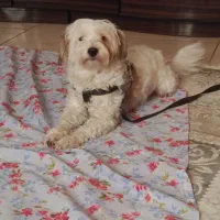 سگ شیپو|سگ|پرند, فاز ۶|دیوار