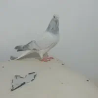 شامی دم سفید|پرنده|مشهد, هفده شهریور|دیوار