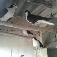 کفتر ساده سیاه