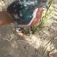 کبوتر پرشی|پرنده|تخت, |دیوار