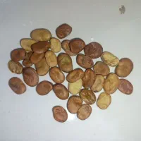 بذر باقلا خارجی پی وی