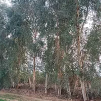 خریدار انواع چوب آکالیپتوس مورد برهان و غیره|خدمات باغبانی و درختکاری|شوشتر, |دیوار