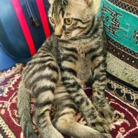 واگذاری گربه|گربه|شیراز, شهرک پرواز|دیوار