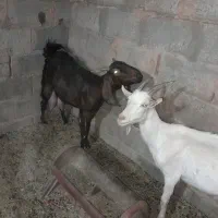 فروش‌دوعدد‌بز