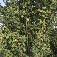 باغ-انار