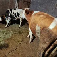 گاو|حیوانات مزرعه|حلب, |دیوار