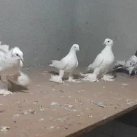 یک جفت لوتی