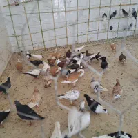 سرسفید|پرنده|قزوین, |دیوار