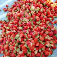 توت|حراج|سنندج, |دیوار