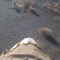 سگ گله ای ماده