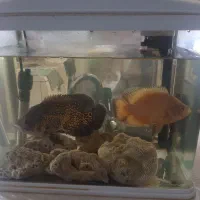 ماهی اسکار بازیگوش