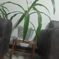 سرقلفی دوباب مغازه