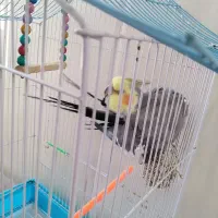 عروس هلندی دستی