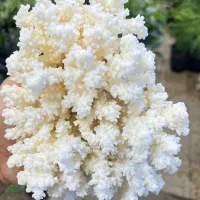 آکواریوم و‌ماهیان زینتی|ماهی|رامشیر, |دیوار