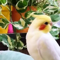 لوتینو زعفرانی نر