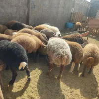 بره نر 35 تا 50 کیلو