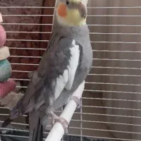 عروس هلندی نر