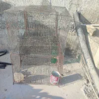 کبوتر 4عدد کفس