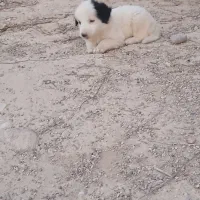 واگذاری سه عدد توله خوشگل س.گ|سگ|ایلام, |دیوار