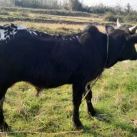 گاو نر چالوسی اصیل. ورزا. لیشه. گوساله