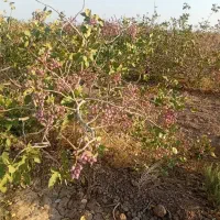 زمین پسته محمدآباد راگه