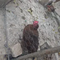 خروس گلین و مرغ محلی|حیوانات مزرعه|تاکستان, |دیوار