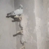 سبز کلاغ کلاهی|پرنده|کرمان, |دیوار