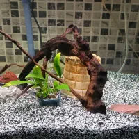 اکواریوم شیشه خم یکجا