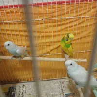 مرغ عشق