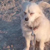 پامر روباهی (8)ماهه