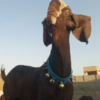 نربز پاکستانی اصل|حیوانات مزرعه|رضویه, |دیوار