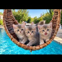 گربه|گربه|تهران, پونک|دیوار