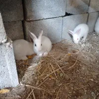 سه عدد بچه خرگوش دوماهه سالم