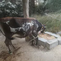 گاو شیری ۵ ماه ابستن|حیوانات مزرعه|میناب, |دیوار