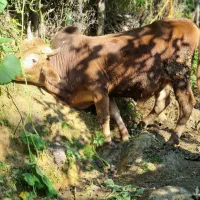 گوساله نر محلی ۴ وقت|حیوانات مزرعه|املش, |دیوار