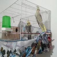 نروماده عروس هلندی به ضمانت همراه باجوجه|پرنده|تربت‌حیدریه, آغوی|دیوار