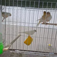 فروش قناری های خانگی|پرنده|اردکان, |دیوار