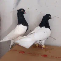 فروش جفت کله سیاه یاهمون کله اهوازی|پرنده|کارون, |دیوار