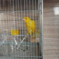 قپاری رسمی بلند